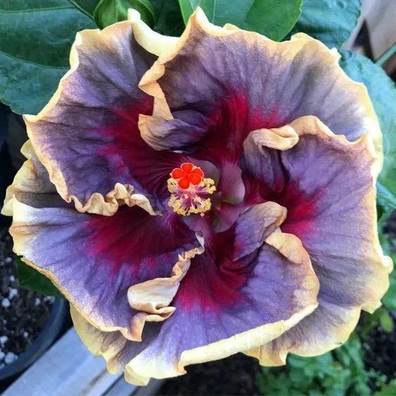 cream purple flower seeds
