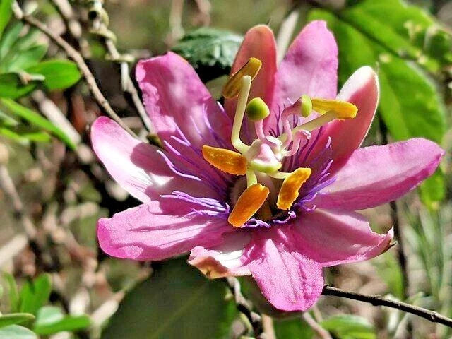 banana passion flower seeds