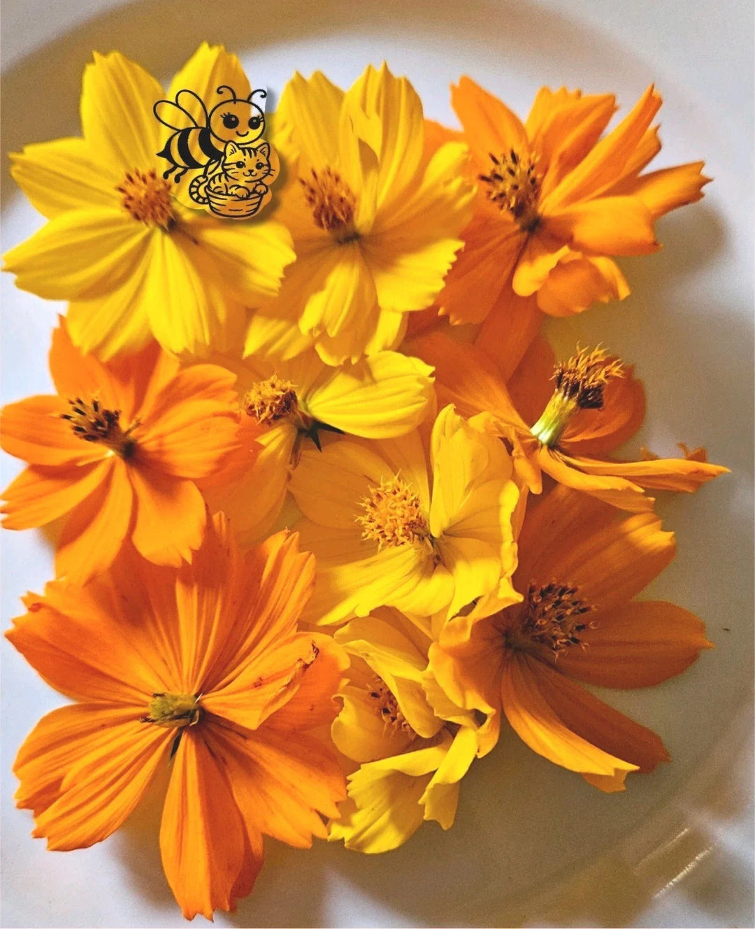 yellow orange flower seeds