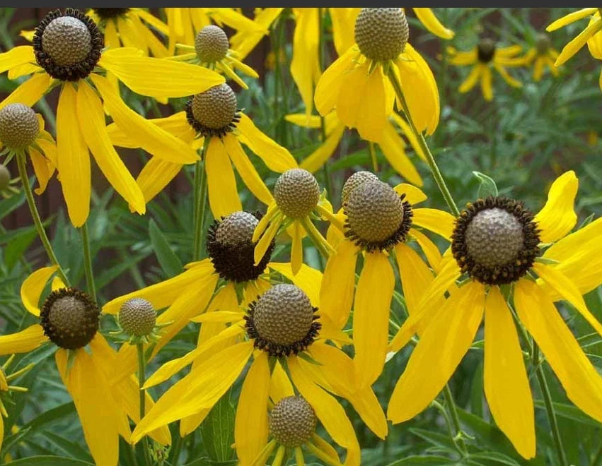 coneflower grey flower seeds