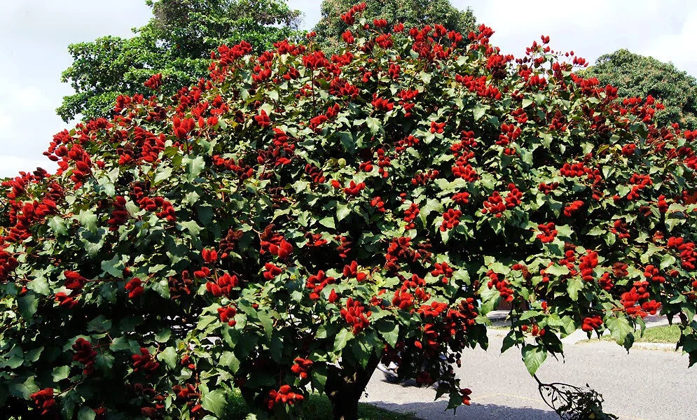 pink annatto flower seeds