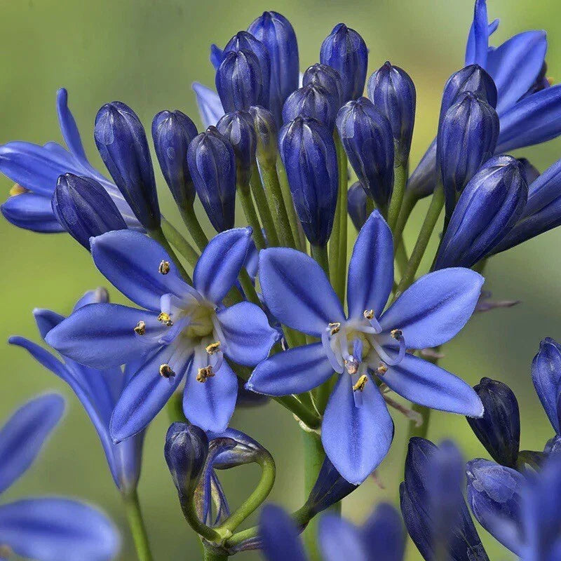 blue lily flower seeds