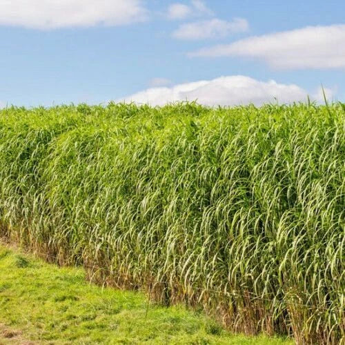 switch grass flower seeds