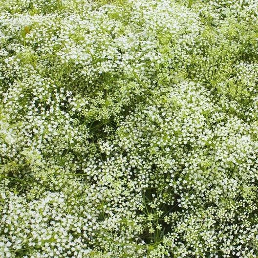 baby s flower seeds
