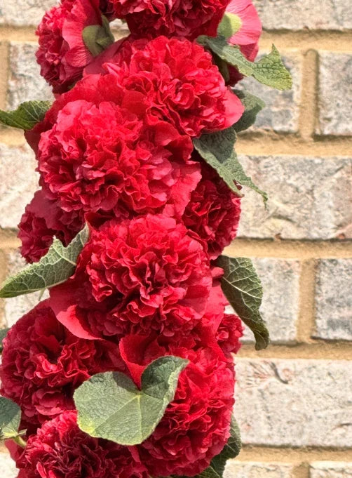 red hollyhock flower seeds