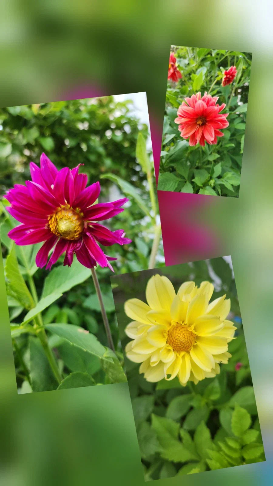 purple yellow flower seeds