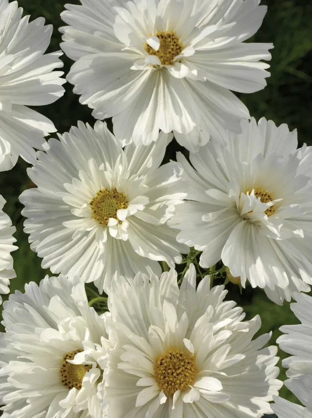 white white flower seeds