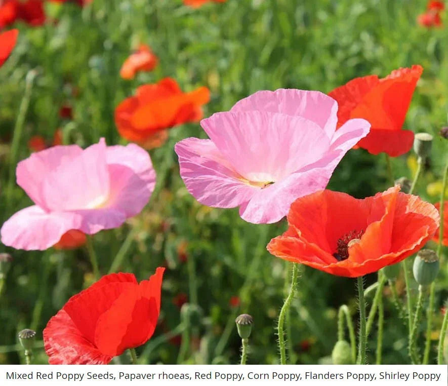 red poppies flower seeds