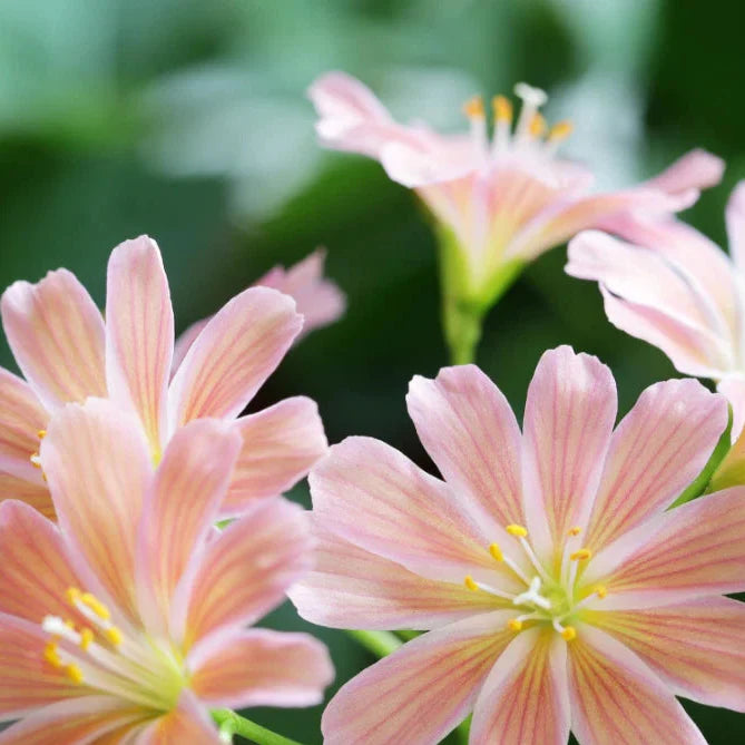 peach lewisia flower seeds