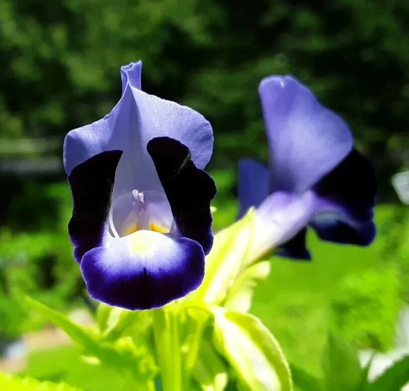 wishbone flower flower seeds