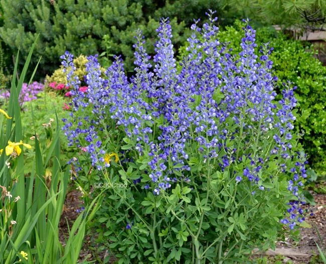 blue wild flower seeds