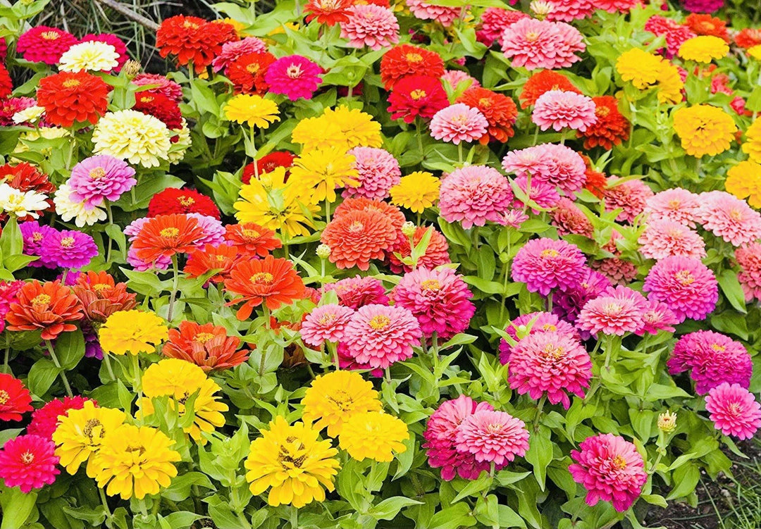 zinnia mix flower seeds