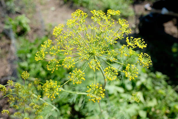 of dill flower seeds