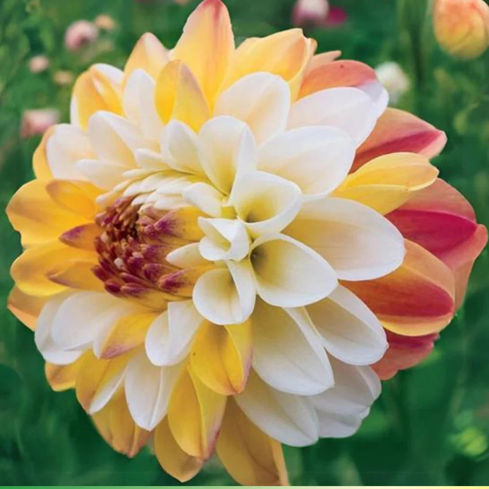 decorative double flower seeds