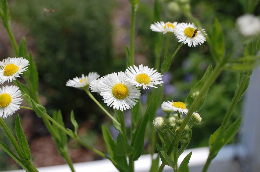 tsp annual flower seeds