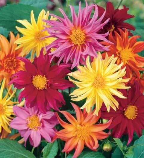 cactus mix flower seeds