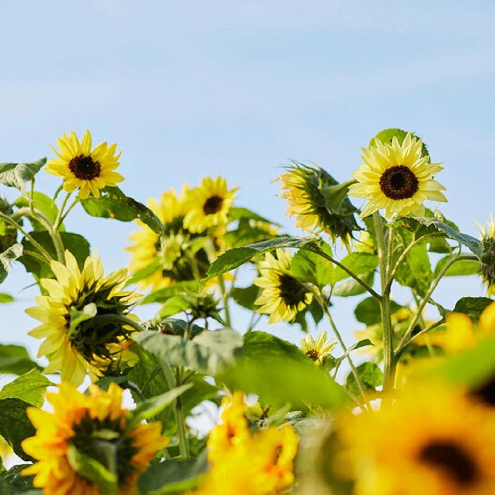 sunflower vibrant flower seeds
