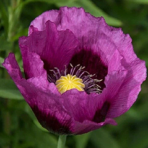 lauren s flower seeds