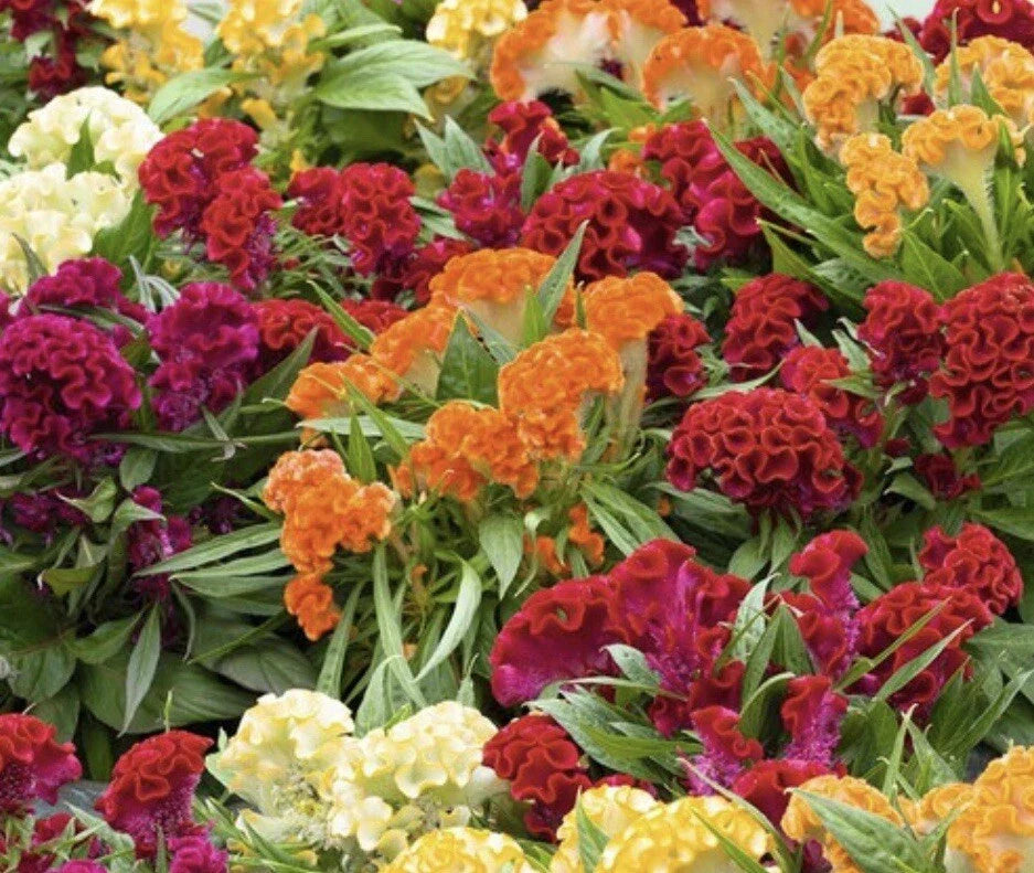 celosia cristata flower seeds