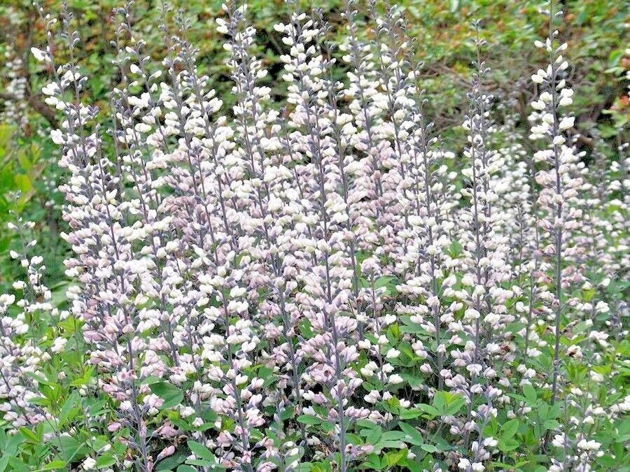 white wild flower seeds