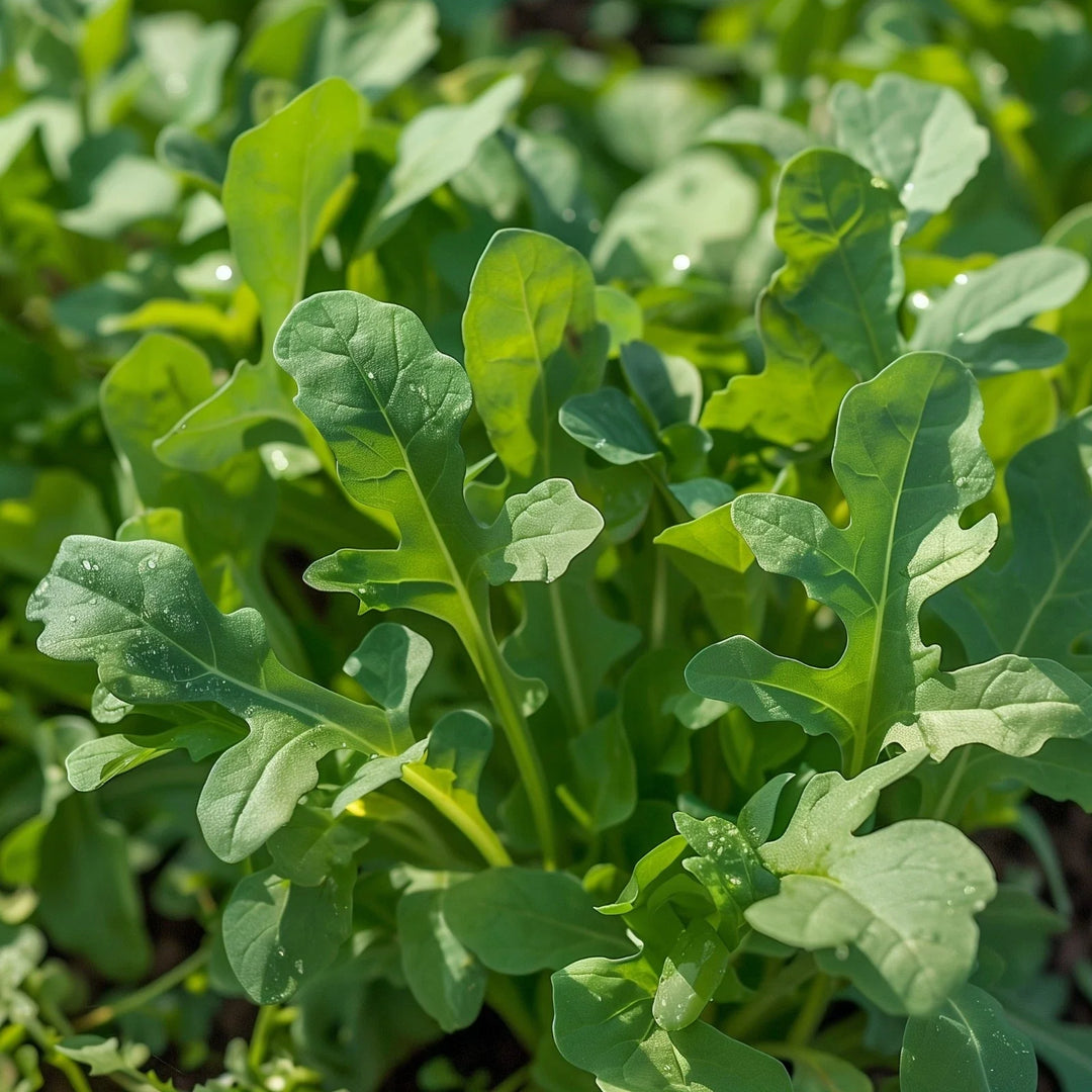 arugula roquette flower seeds