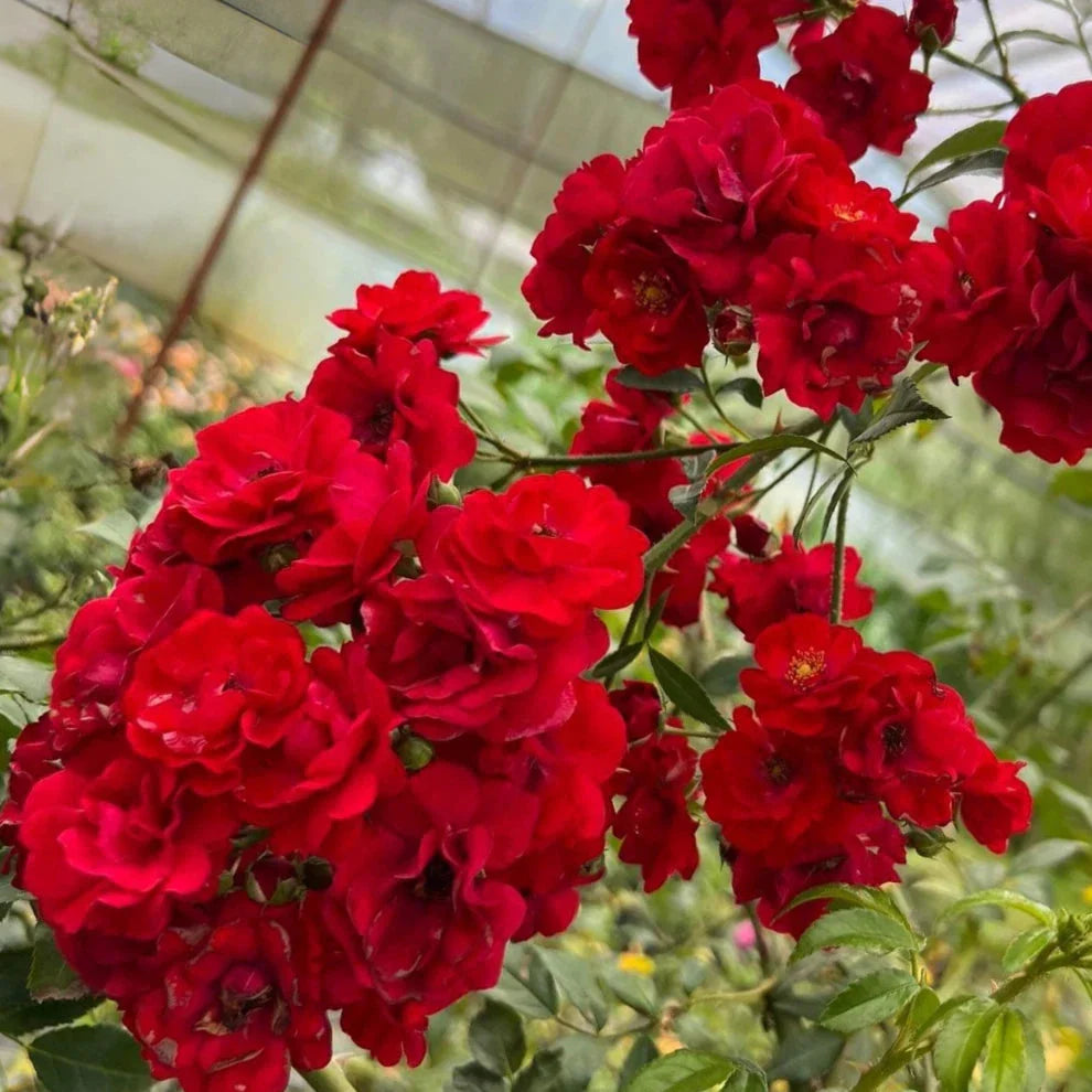 red fairy flower seeds
