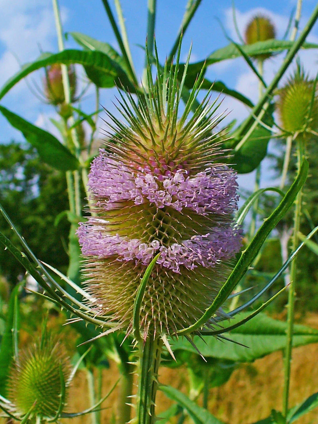 purple teasel flower seeds