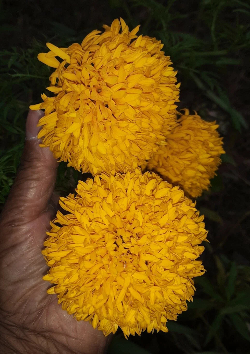 golden yellow flower seeds