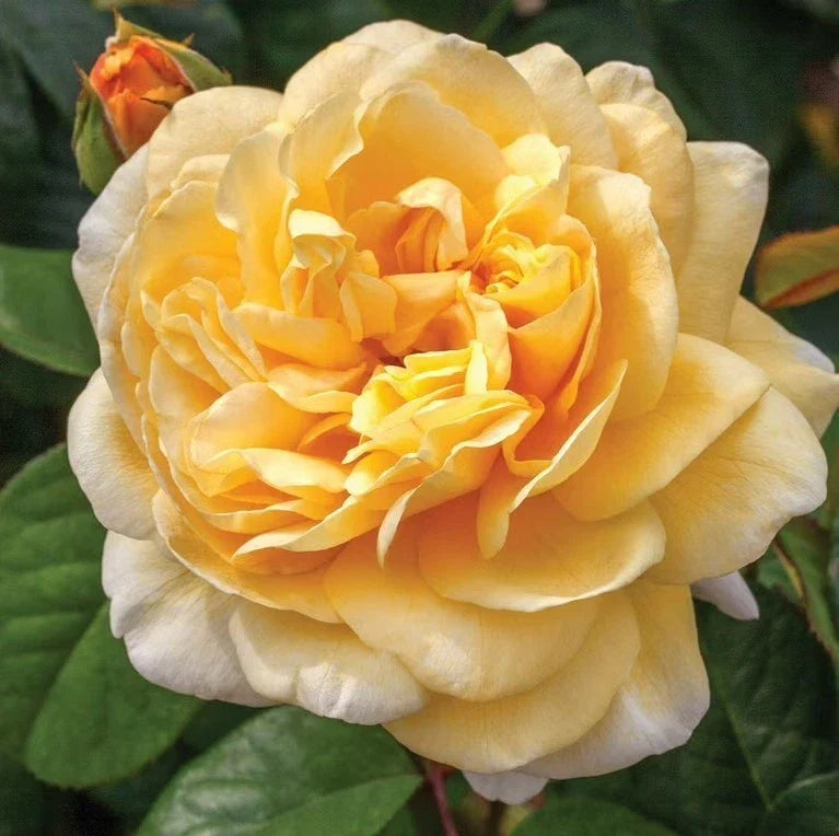 yellow light flower seeds