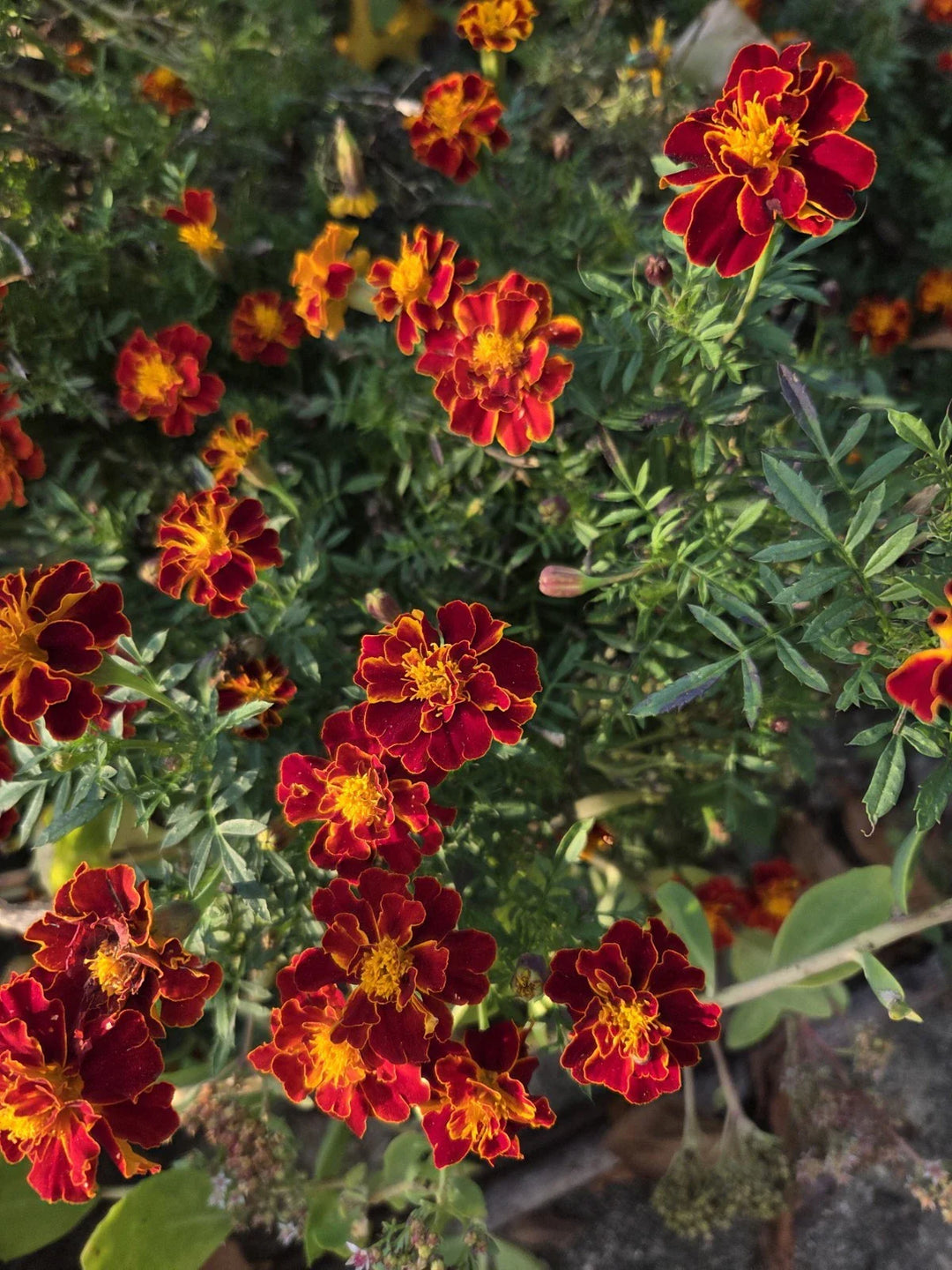 orange yellow flower seeds