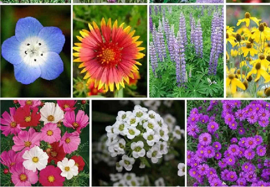 wildflower hawaii flower seeds