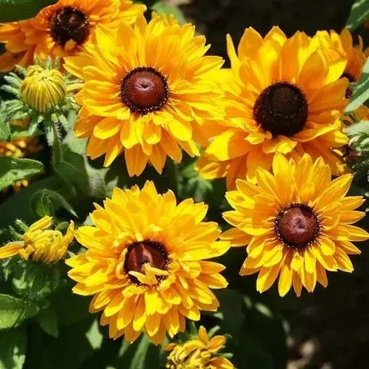 black eyed flower seeds