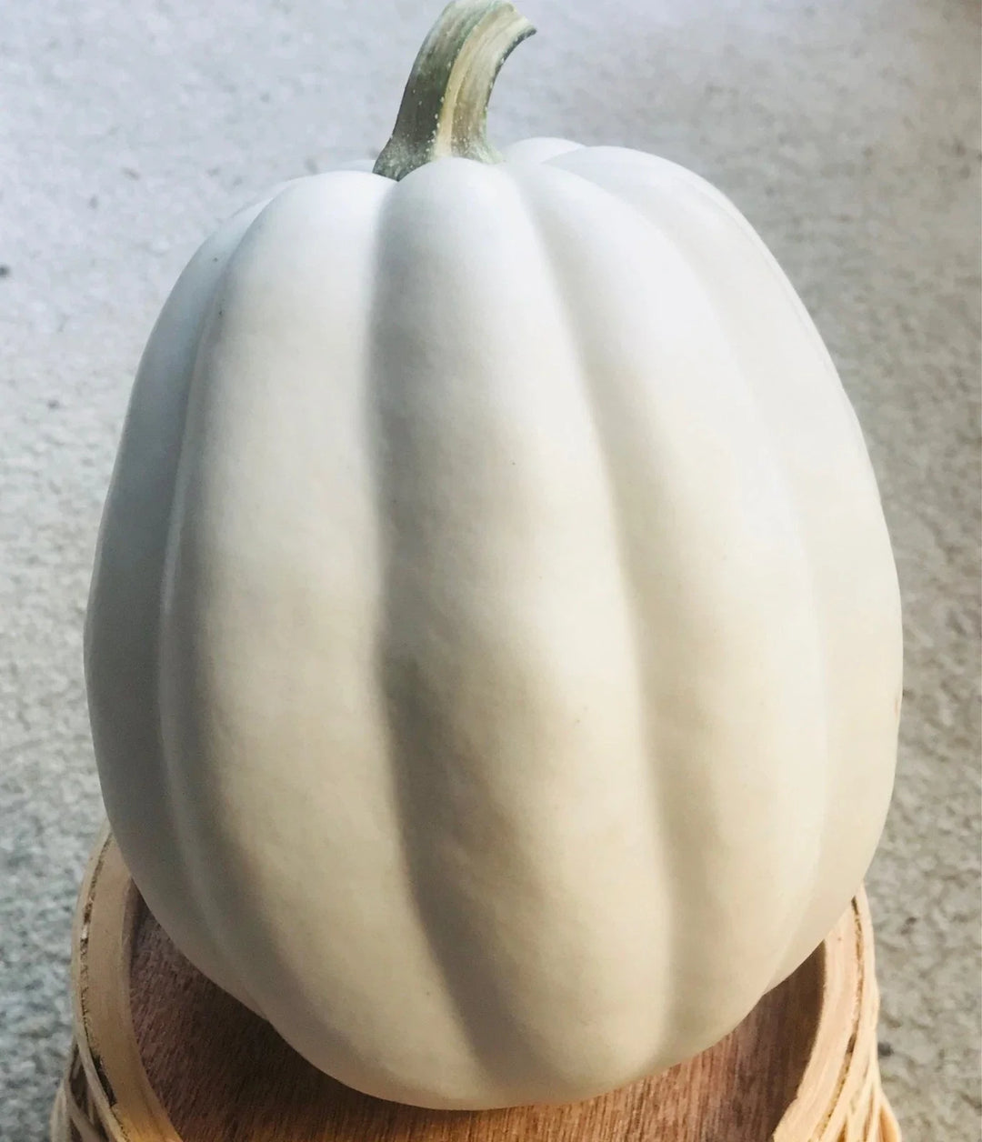 white acorn flower seeds