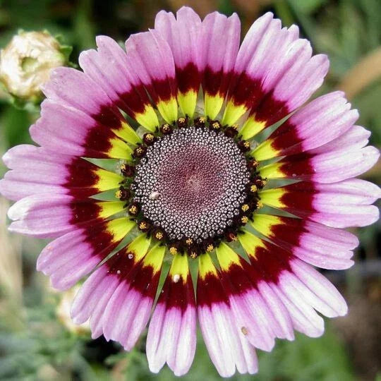 pink painted flower seeds