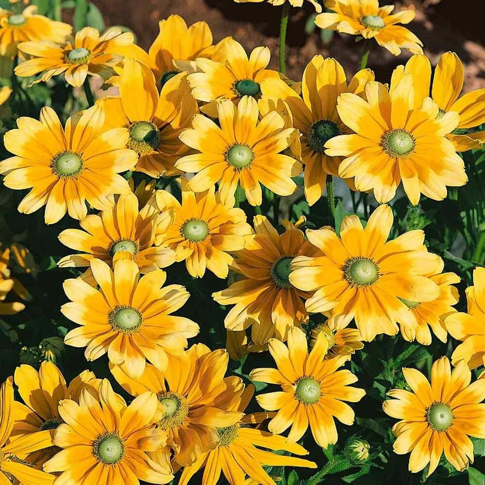 green rudbeckia flower seeds