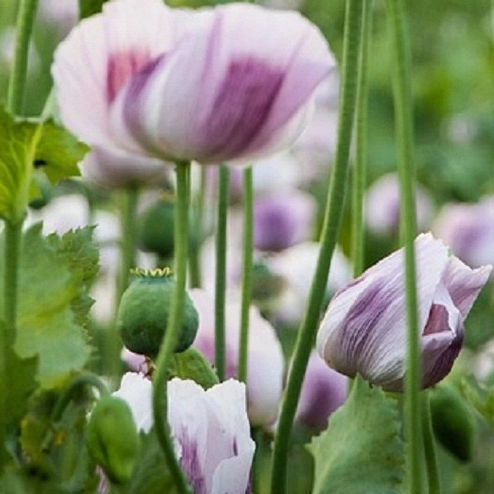 tasmanian poppy flower seeds