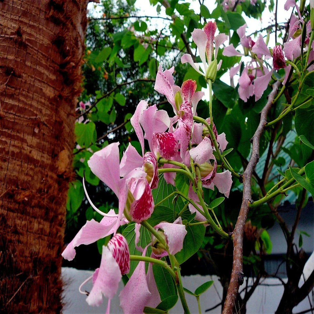 pink orchid flower seeds