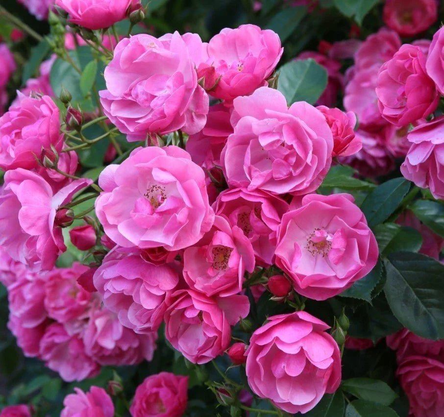 angela rose flower seeds