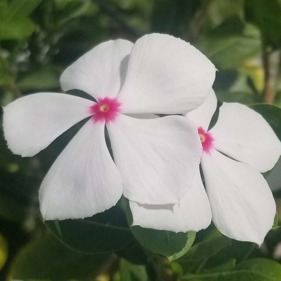 white pink flower seeds
