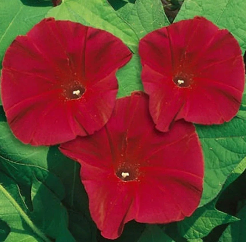 red morning flower seeds