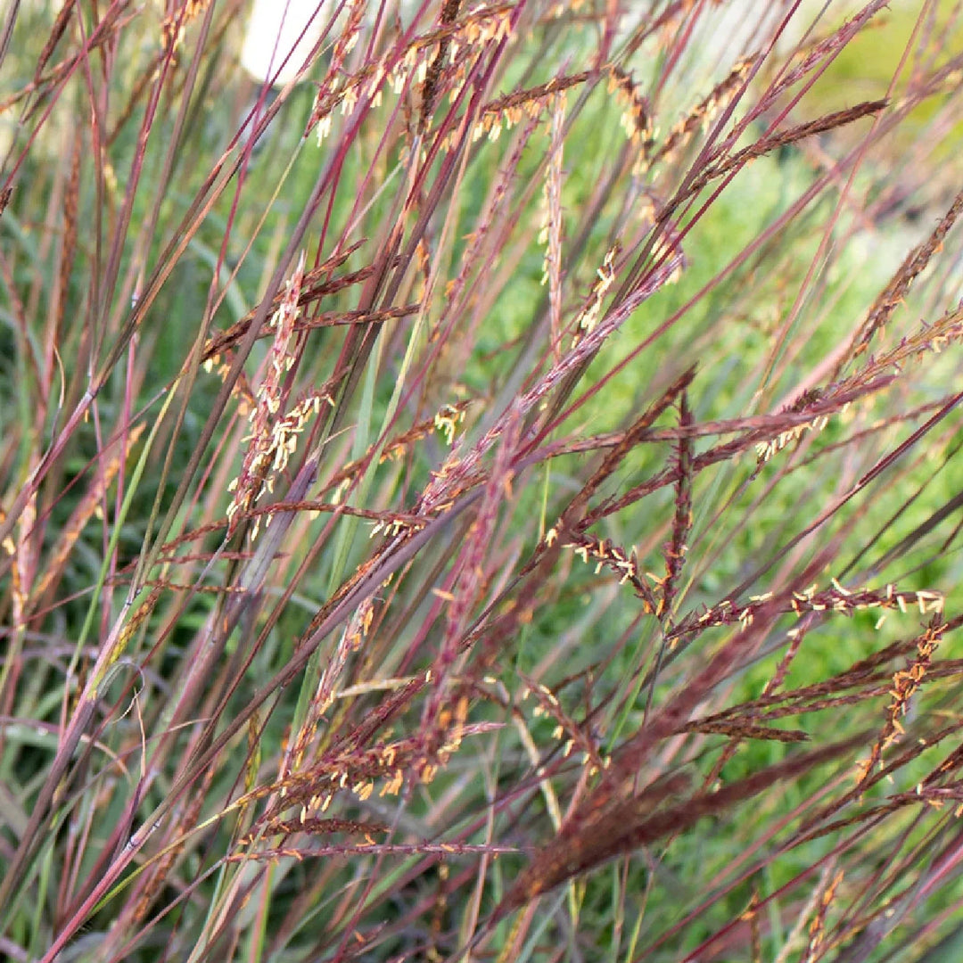 big bluestem flower seeds
