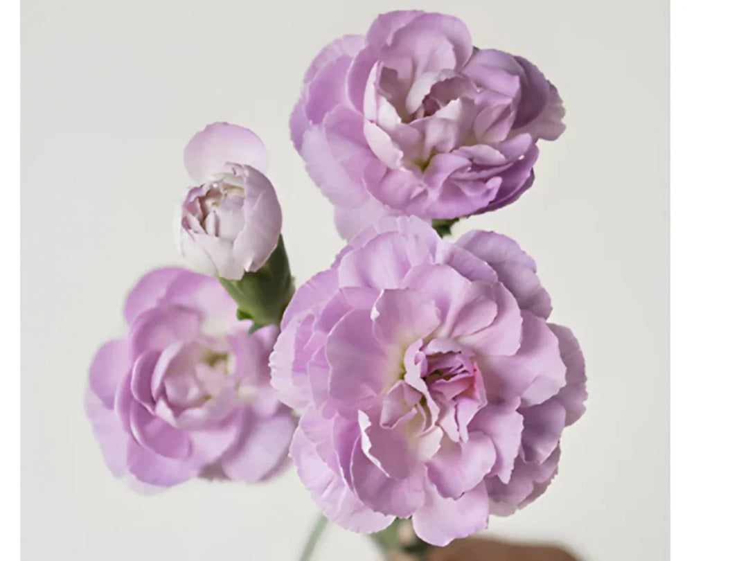 purple moonberry flower seeds