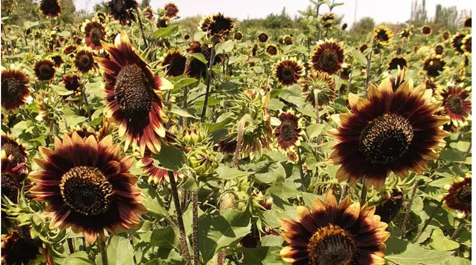 sunflower crimson flower seeds