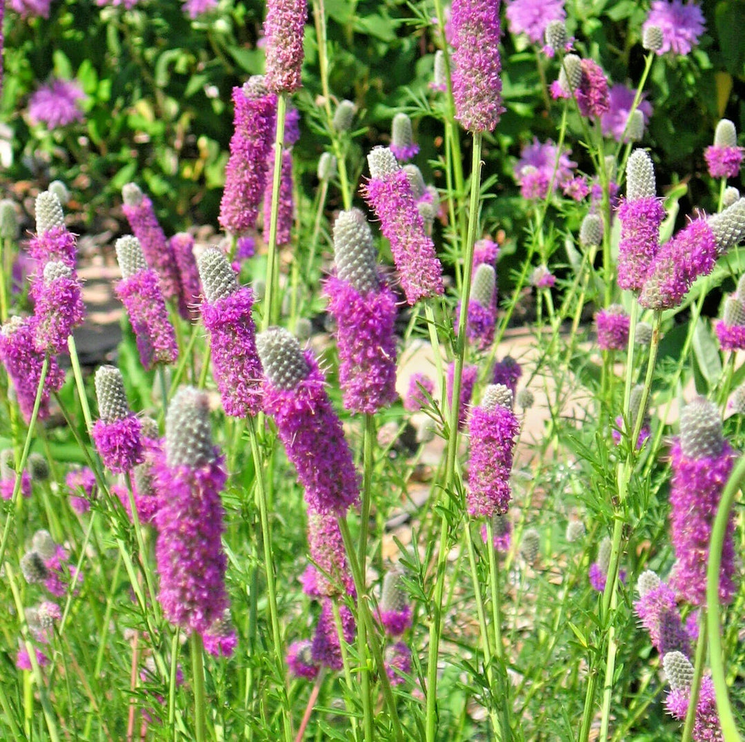 purple prairie flower seeds