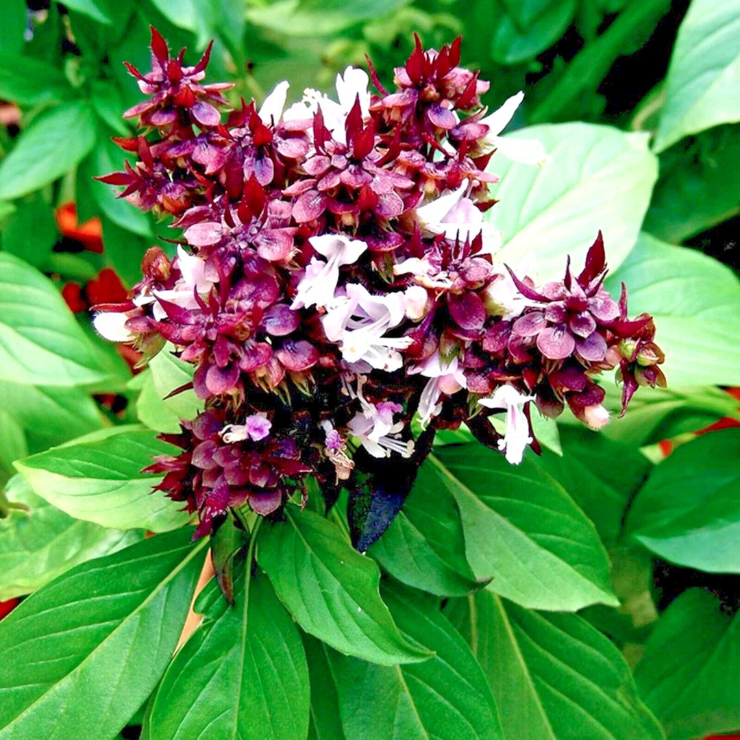 thai basil flower seeds