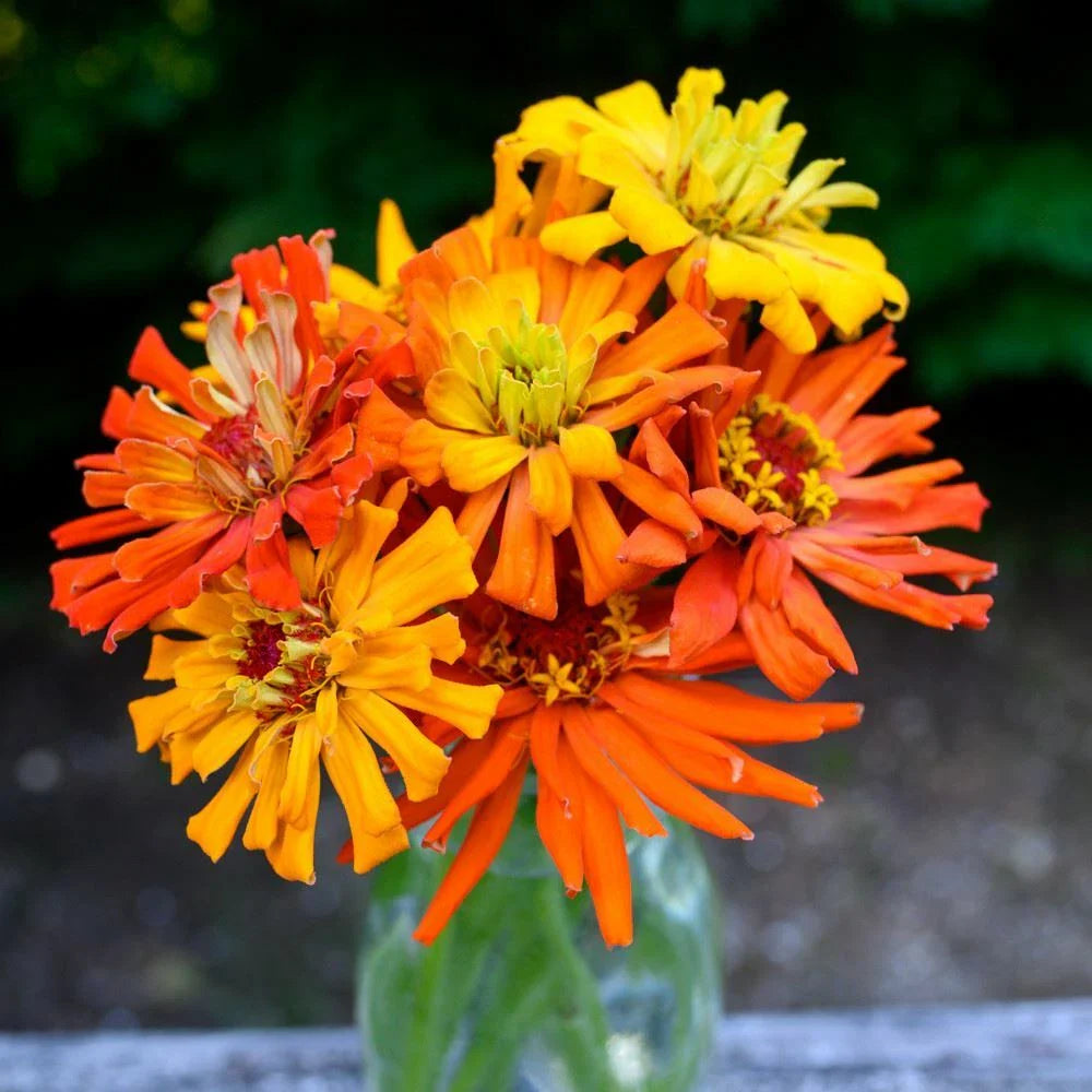 zinnia super flower seeds