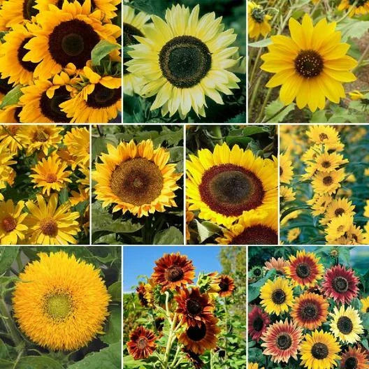 sunflower sunny flower seeds