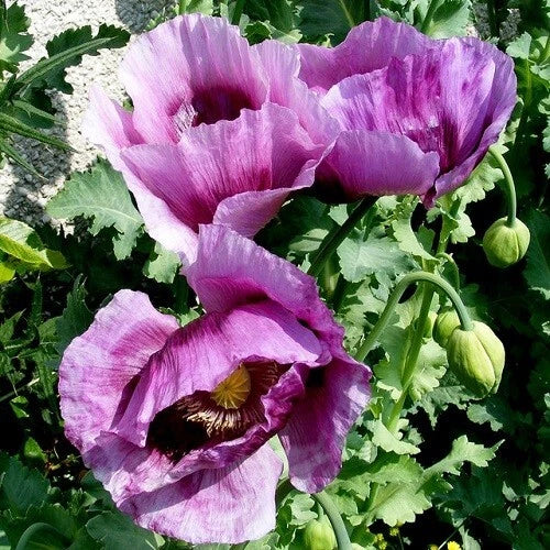 stratifed hungarian flower seeds