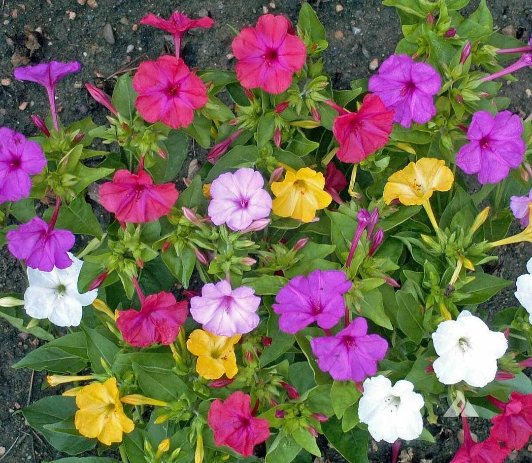 pink red flower seeds