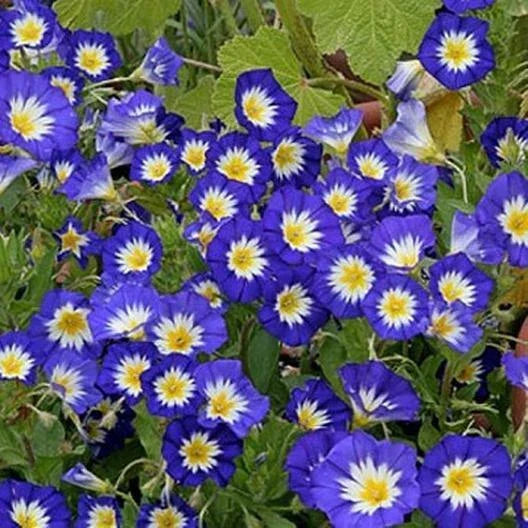 blue morning flower seeds